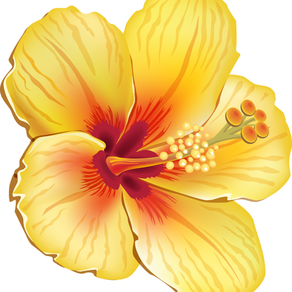 Educations Thanksgiving Hibiscus Coloring Pages 7 Blue - Tropical Flowers Clipart Yellow - Png Download (1024x1024), Png Download