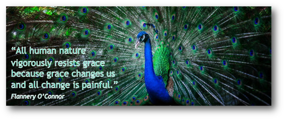 Peacock - Peafowl Clipart (1000x421), Png Download