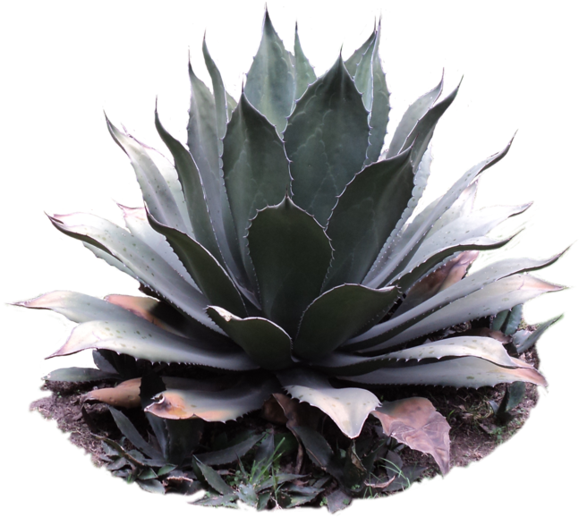 Agave Png - Cactus Plant Png Clipart (1024x768), Png Download