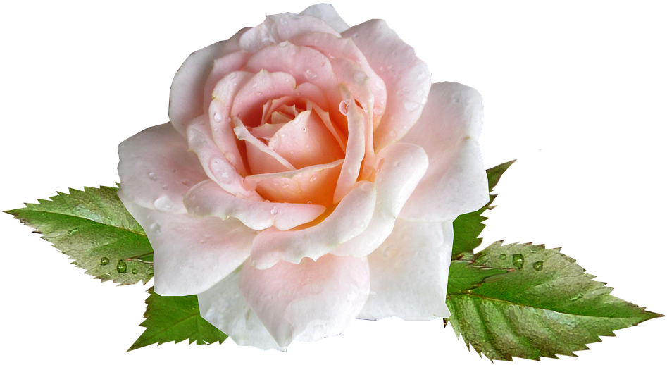 Rose, Pink, Flower, Rain Drops - Hybrid Tea Rose Clipart (947x518), Png Download