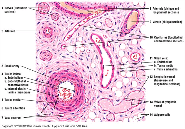 Blood Vessels- Veins, Arteries, Capillaries - Types Of Blood Vessels Histology Clipart (723x477), Png Download