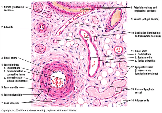 Blood Vessels Veins Arteries Capillaries Types Of Blood Vessels Histology Clipart Large Size Png Image Pikpng