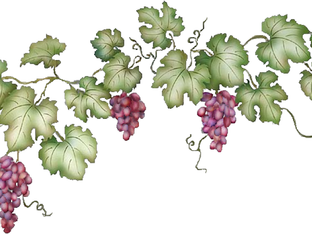 Vineyard Clipart Grape Vine - Grape Vine Clipart Transparent - Png Download (640x480), Png Download