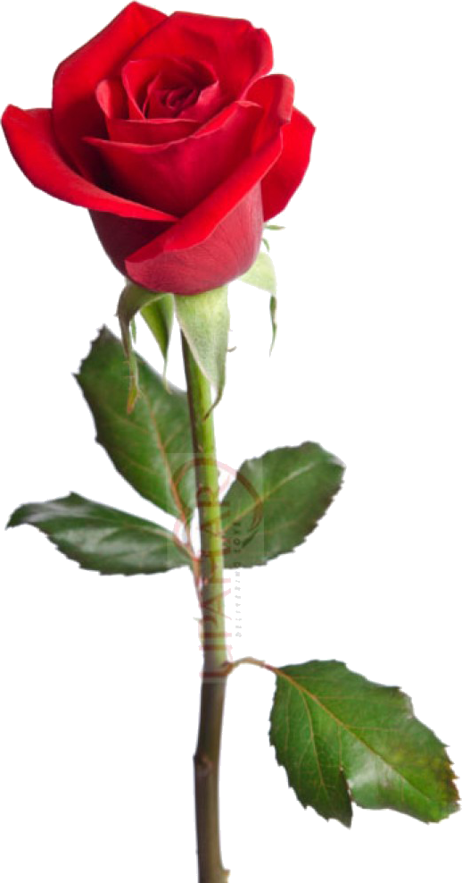 A Rose - Red Rose Happy Birthday Wishes Clipart (518x988), Png Download