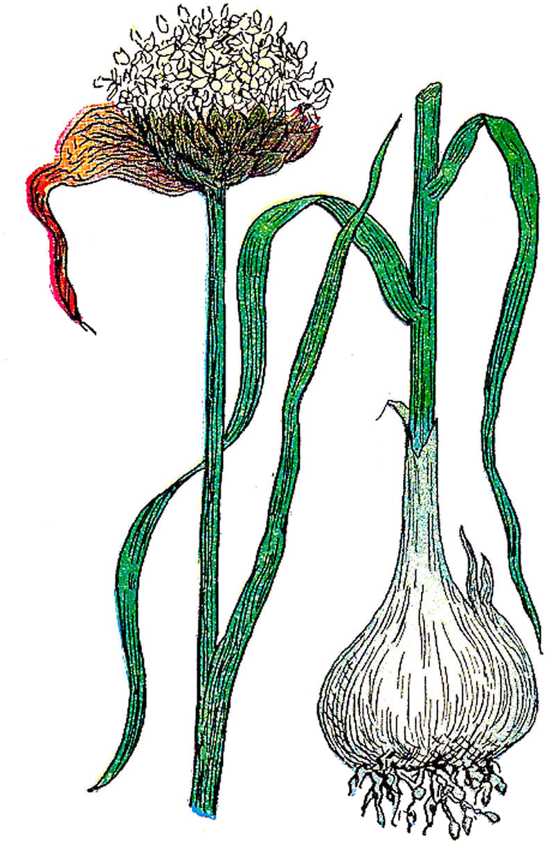 Garlic Duo Transparent Png - Illustration Garlic Botanical Clipart (1073x1519), Png Download