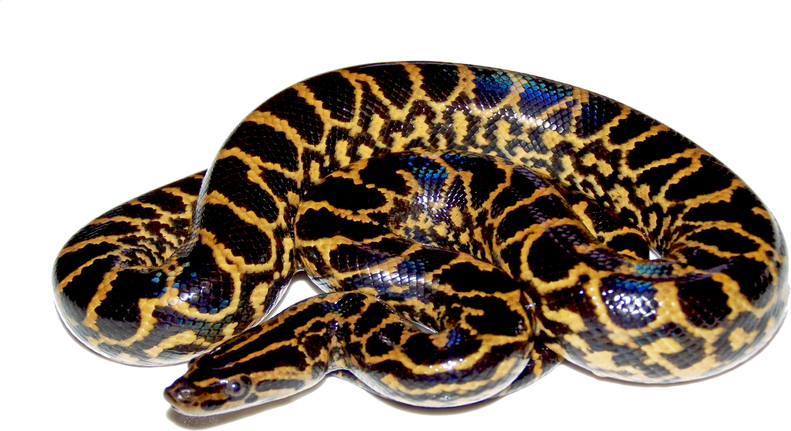The Lord Of - Anaconda Png Clipart (1680x1050), Png Download