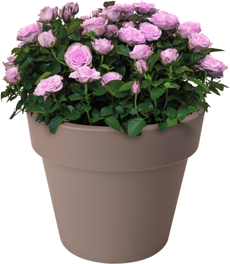 Home > Collection > Green Basics Top Planter Clipart (750x750), Png Download