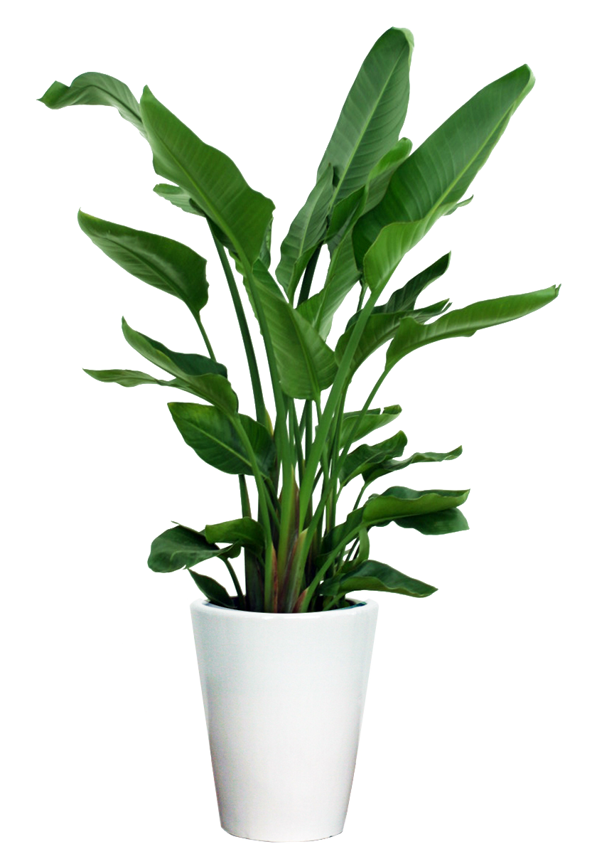 Download Indoor House Plant Transparent Clipart Png Download - PikPng