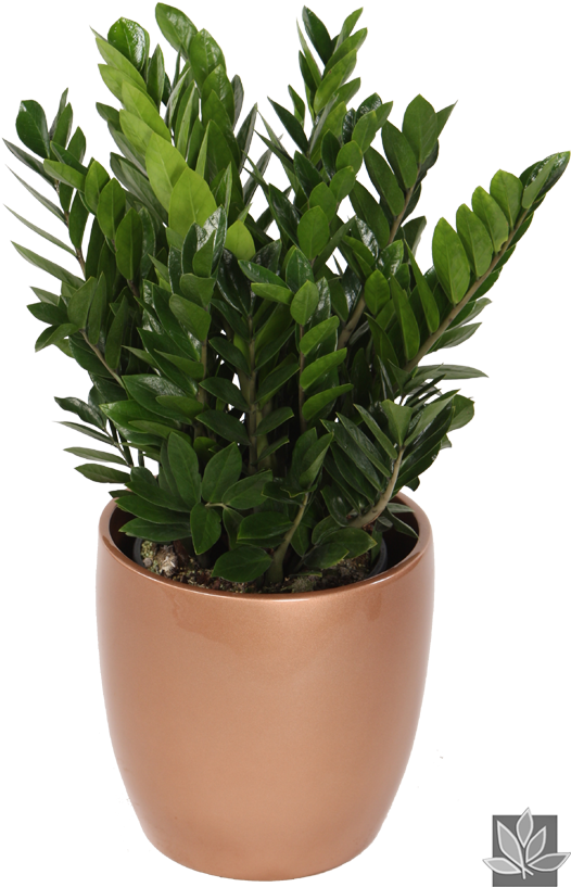 Zamioculcas Zamiifolia Or 'zz' Plant - Indoor Welcome Plant Clipart (575x880), Png Download