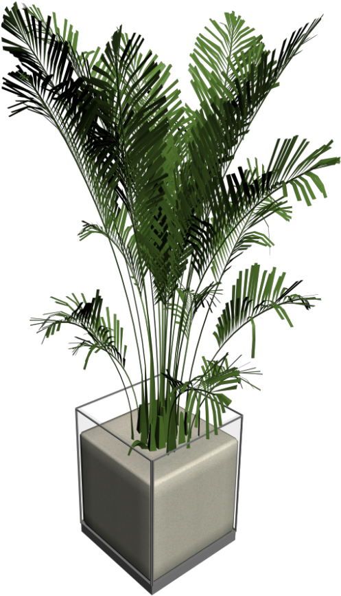 House Palm - Png Pflanze - Houseplant Clipart (1000x1000), Png Download