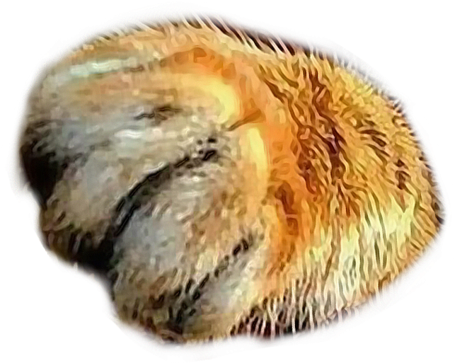 #catspaw #southpaw #kittypaw #cat #paws #feline #paw - Malacosoma Disstria Clipart (1024x1001), Png Download