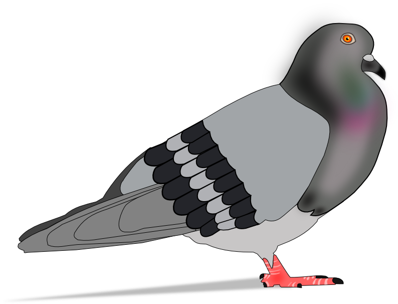 Img-paloma - Rock Dove Clipart (794x606), Png Download