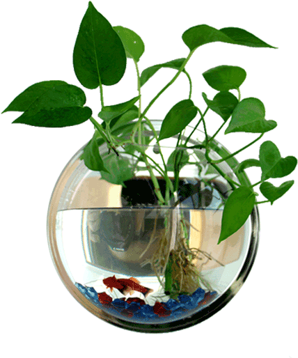 Lightbox Moreview - Hanging Clear Fish Bowls Clipart (800x800), Png Download