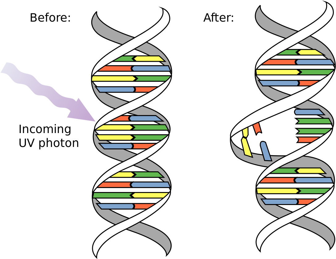 Pyrimidine Dimer - Dna Mutation Clipart (1200x924), Png Download