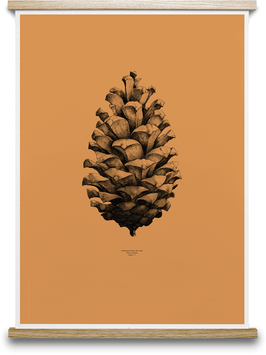 Pine Cone Orange Wish List Pinterest - Pinecone Drawing Clipart (900x1192), Png Download