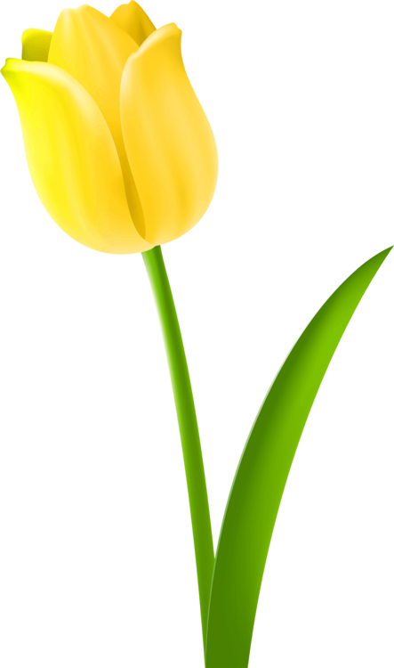 Tulip Drawing Cut Flowers Petal - Drawing Of Tulip Flower Colour Clipart (443x750), Png Download