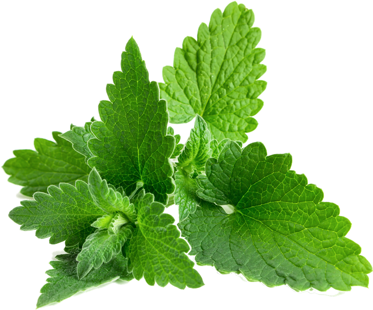 Peppermint Png - Young Living Financial Freedom Clipart (1200x800), Png Download