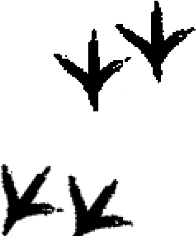 Turkey Tracks Clipart - Chicken Tracks - Png Download (640x480), Png Download