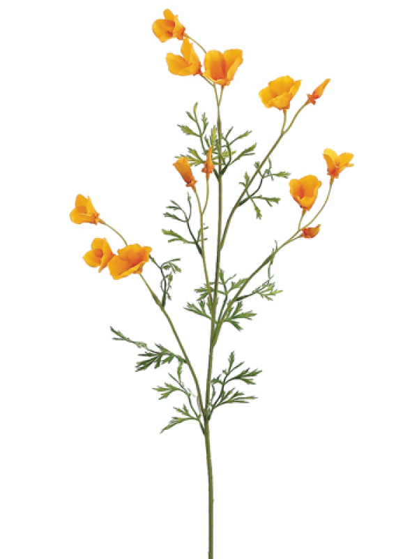 26" Mini California Poppy Spray Yellow - Wildflower Stem Clipart (800x800), Png Download