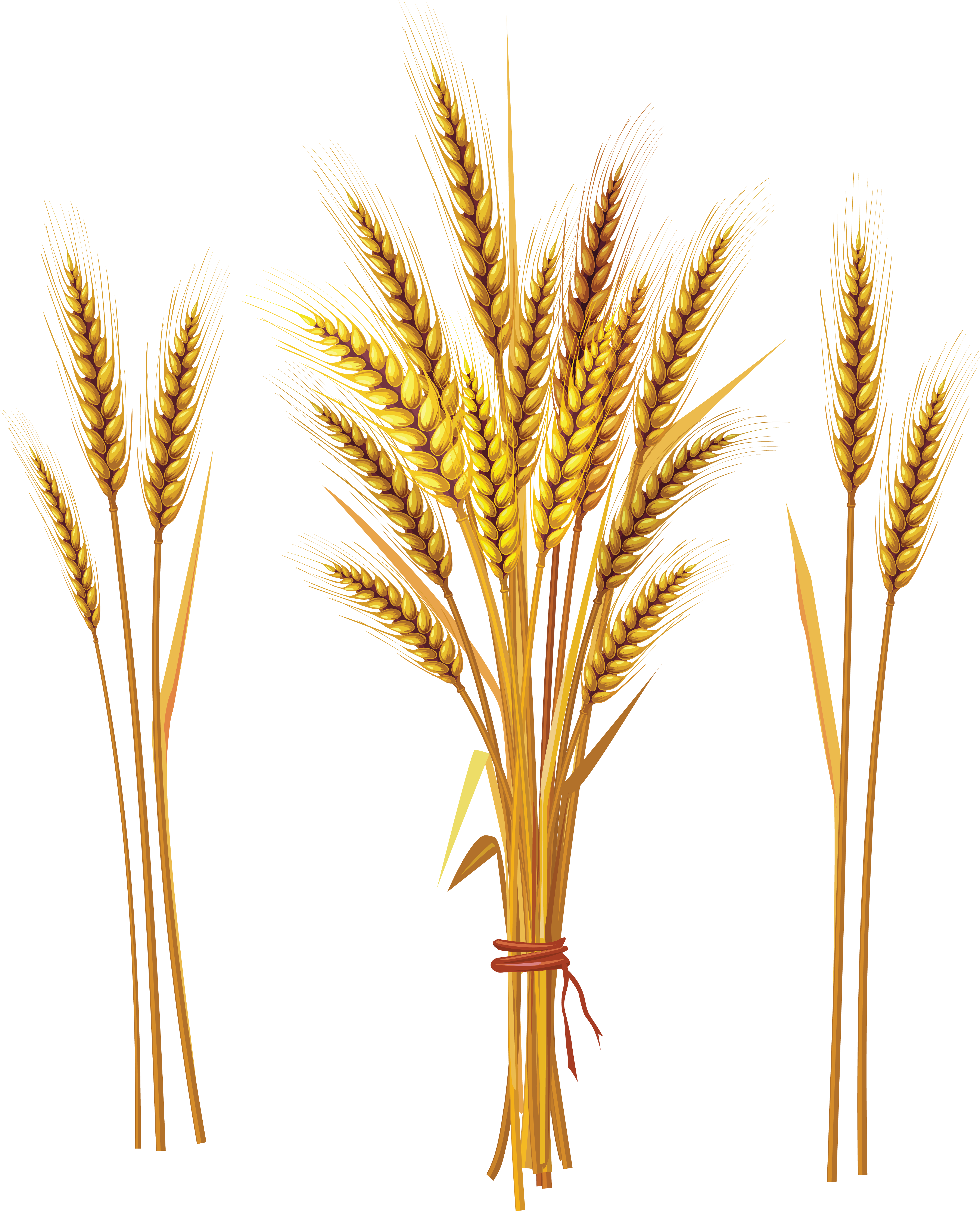 Wheat Png - Wheat Spike Clipart (4585x5662), Png Download
