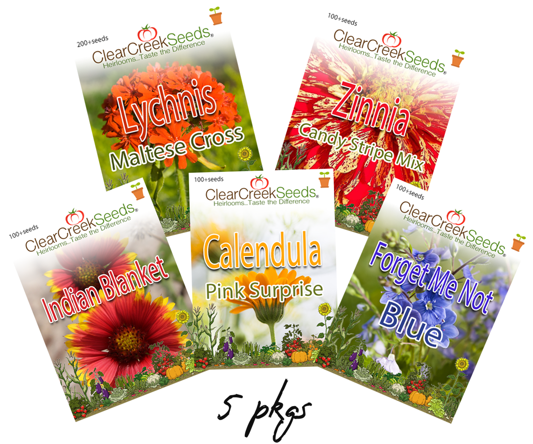 African Daisy Clipart (1280x939), Png Download