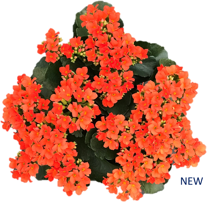 Environmentally Friendly Greenhouses - Begonia Clipart (743x709), Png Download