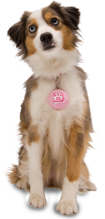 Dog Png Download For Photo Editing - Dogs Png Clipart (544x768), Png Download