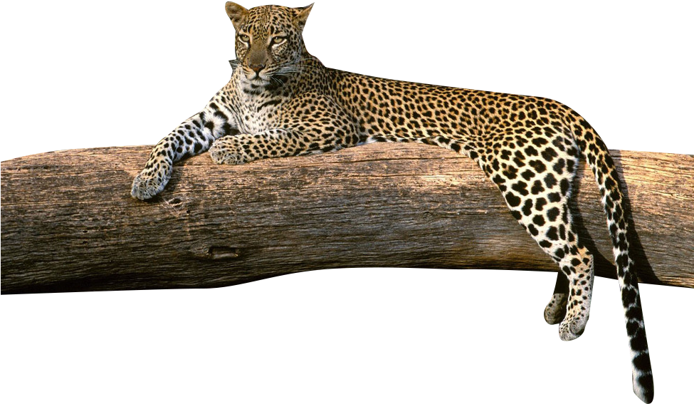 Download Transparent Png - Leopard S Clipart (974x718), Png Download