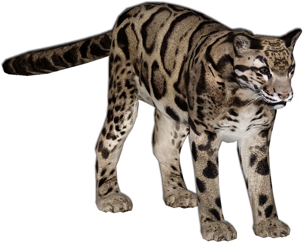 Net, Model And Leopards, File Img - Zoo Tycoon 2 Clouded Leopard Clipart (994x793), Png Download