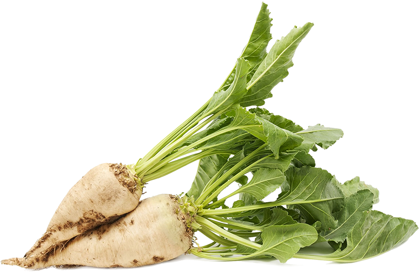 Sugar Beet Png Clipart (865x648), Png Download