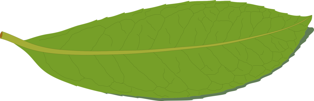 1050 X 340 2 - Chard Clipart (1050x340), Png Download