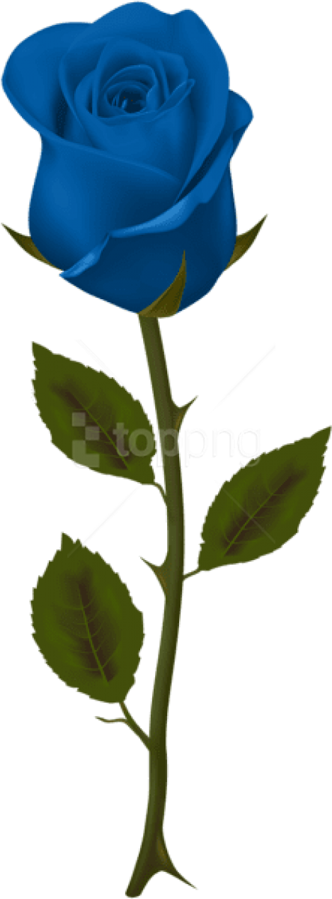 Free Png Download Blue Rose Png Images Background Png - Blue Rose No Background Clipart (480x1269), Png Download
