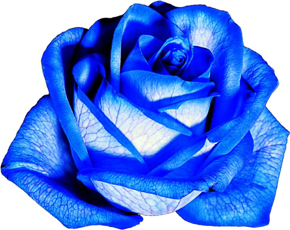 Bunga Png Biru  Mawar  Biru  unduh gratis Bunga mawar  
