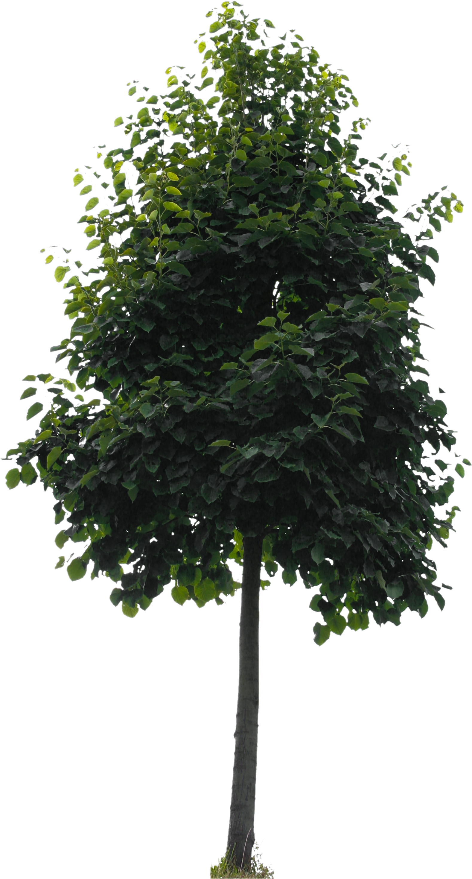 Small Tree Png , Png Download - Alberi Png Clipart (1578x2937), Png Download