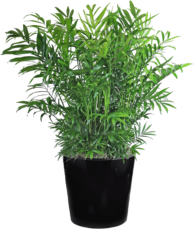Plant Light Compressor - Chamaedorea Png Clipart (950x1140), Png Download