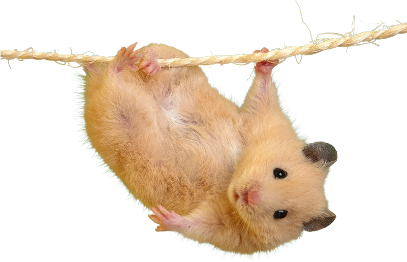 Cutout - Most Cutest Hamster In The World Clipart (800x600), Png Download