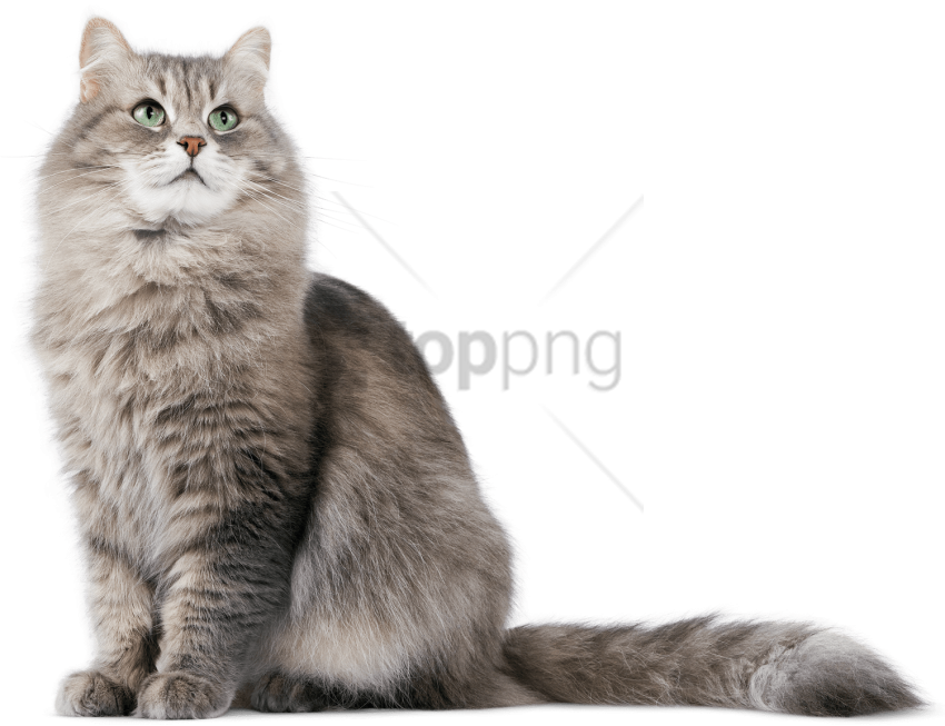 Free Png Cat Png Image With Transparent Background - Cat Transparent Background Hd Clipart (850x653), Png Download