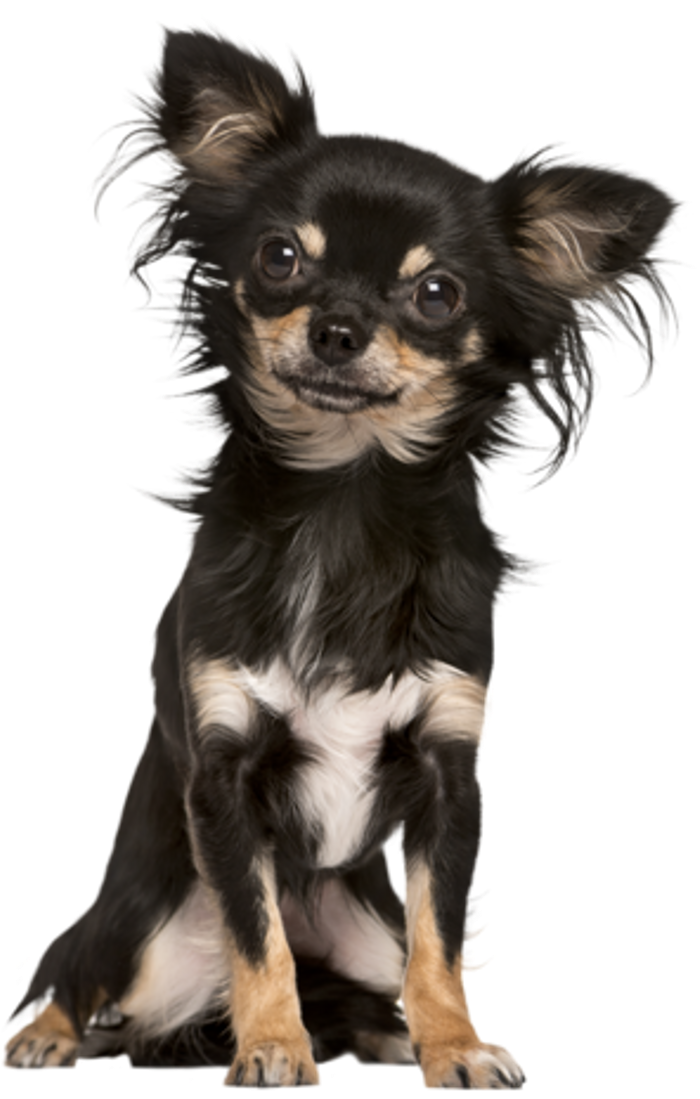 Chihuahua Sticker Clipart (1024x1182), Png Download