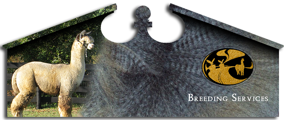 Eagle Bend Alpacas - Llama Clipart (982x412), Png Download