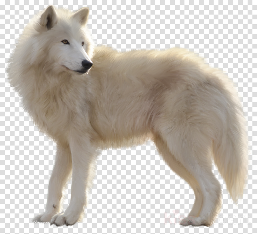 Download White Wolf Png Clipart Arctic Wolf Clip Art - Canadian Eskimo Dog Wolves Transparent Png (900x820), Png Download
