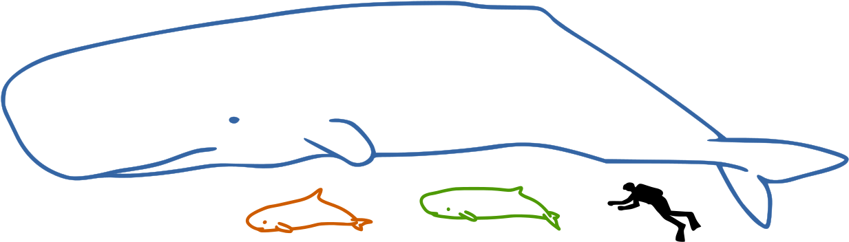 Sperm Whales Size - Pygmy Sperm Whale Size Clipart (1280x393), Png Download