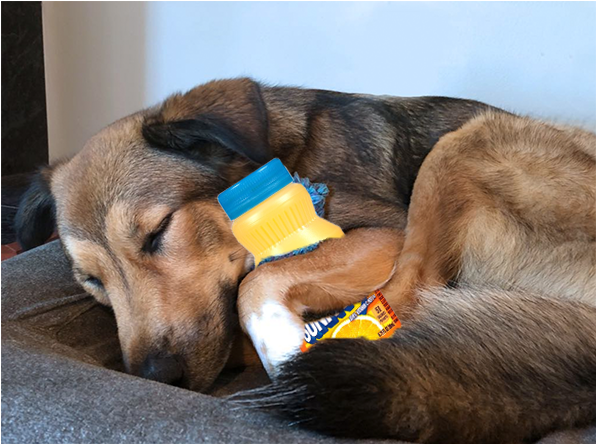 Barkboxverified Account - Companion Dog Clipart (600x600), Png Download