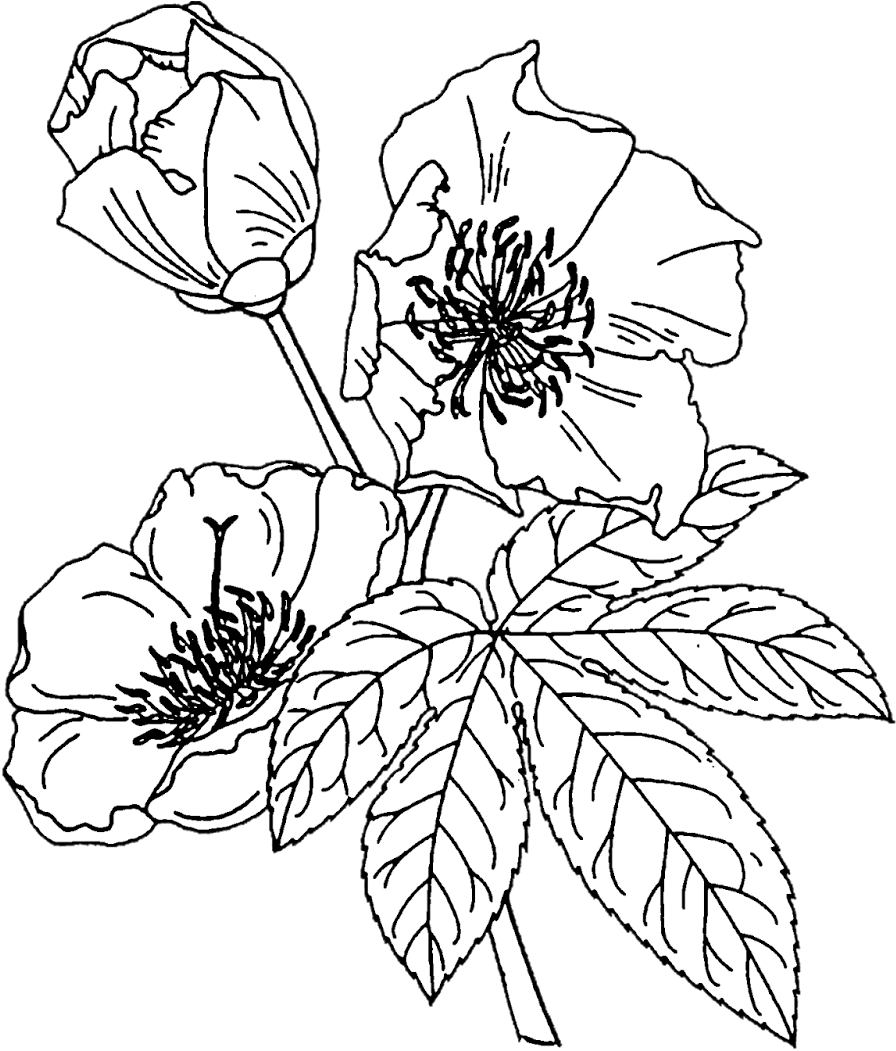 Crafting With Jack Flower Outline, Floral Drawing, - Coloring Book Clipart (1218x1600), Png Download