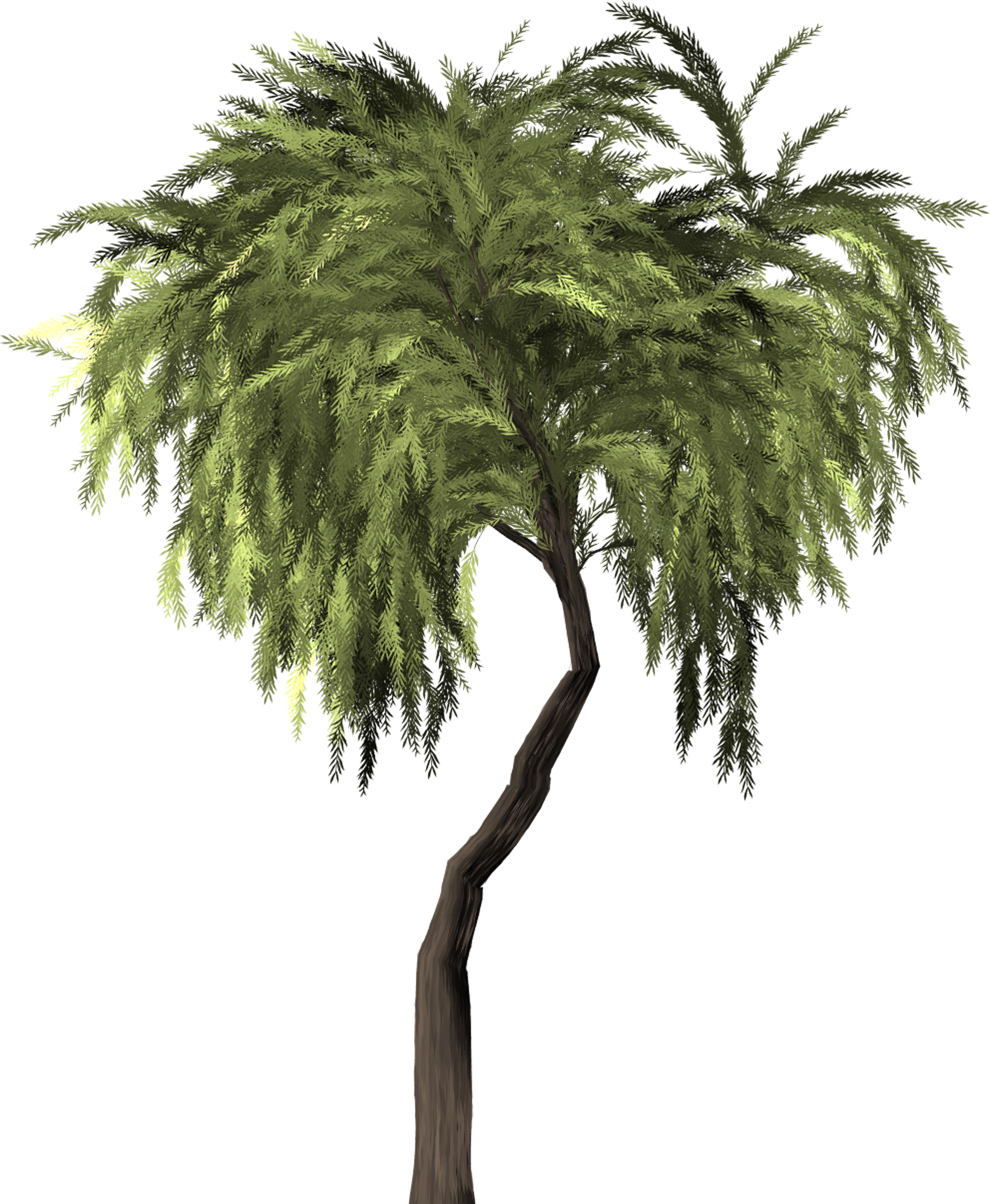 Willow Tree Weeping Willow Willow 1480307 - Willow Clipart (1643x1998), Png Download