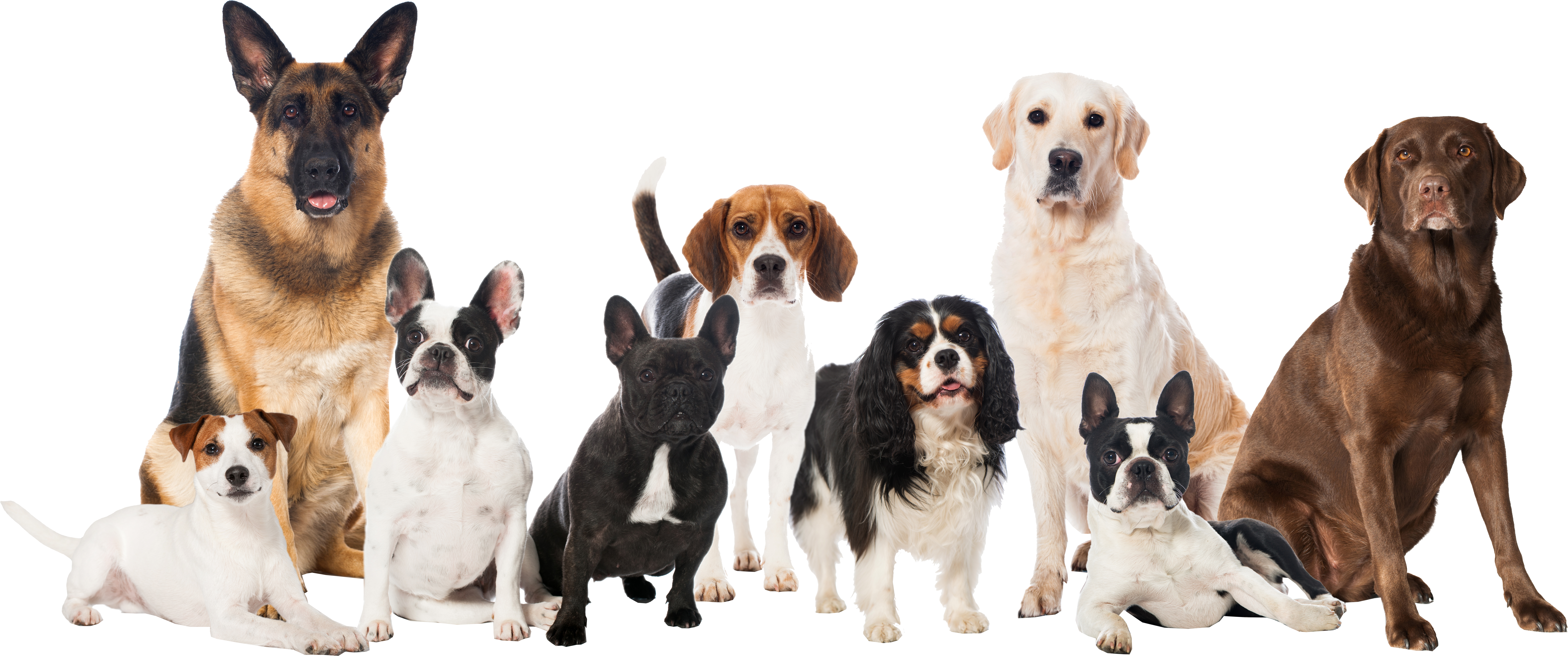 Dogs Clipart (9685x4817), Png Download