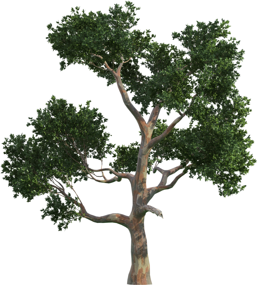 Trees Tree Vecteur Gratis Png Image High Quality Clipart - 樹木 Png Transparent Png (1024x1024), Png Download