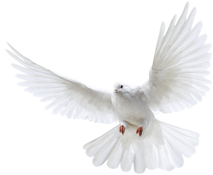 White Flying Pigeon Png Image - Pigeon Png Clipart (736x607), Png Download
