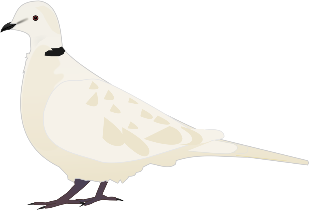 Beak Columbidae Water Bird Domestic Pigeon Tourterelle Clipart Png