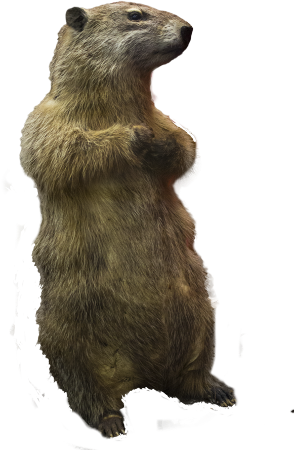 Prairie Dogs Png - Prairie Dog Png Clipart (730x1095), Png Download