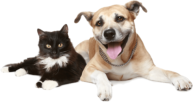56 110k Favicon 18 Apr 2018 - National Spay Day 2019 Clipart (885x458), Png Download